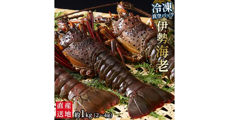 【ふるさと納税】冷凍 伊勢海老 真空パック 約1kg（2～4匹入り） 南紀黒潮 イセエビ 通年発送｜期間限定 漁師直送 海鮮 海老 とれたて 人気 | 海老 魚介類 水産 食品 人気 おすすめ 送料無料 漁師直送 海鮮 人気