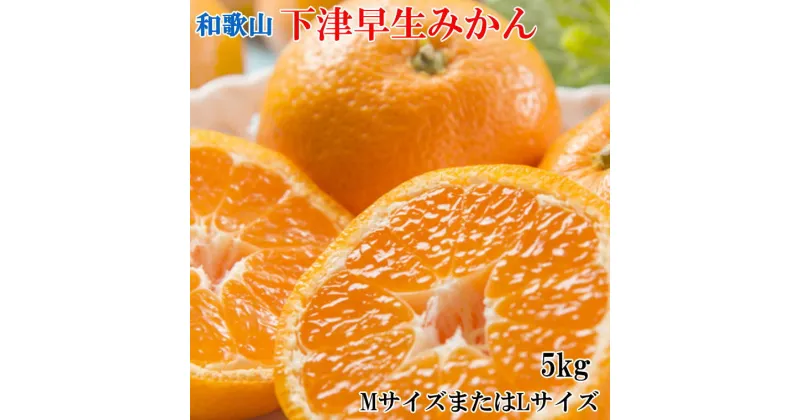 【ふるさと納税】 【産直】和歌山下津早生みかんMまたはL5kg ※2024年11月中旬〜2025年1月中旬ごろに順次発送(お届け日指定不可)