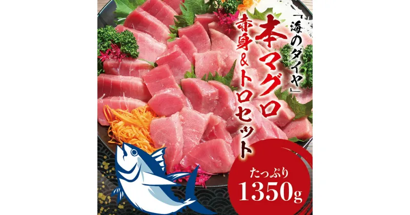 【ふるさと納税】 ＼お刺身やマグロ丼、お寿司で！／本マグロ（養殖）トロ＆赤身セット 1,350g 【発送時期が選べる】 / 中トロ 中とろ まぐろ マグロ 鮪 赤身 柵 予約 本マグロ