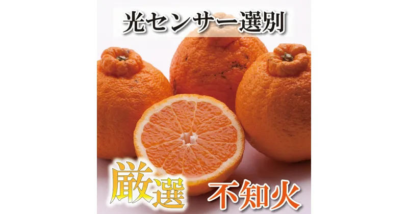 【ふるさと納税】 厳選 不知火 2kg+75g(傷み補償分) / 3kg+75g(傷み補償分) 【デコポンと同品種】【しらぬひみかん・しらぬい】【光センサー選別】＜2024年2月上旬〜2024年3月下旬ごろに順次発送＞