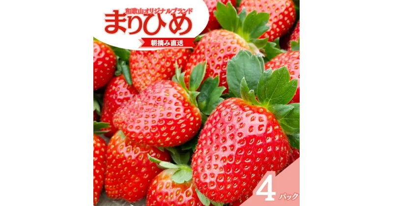 【ふるさと納税】 【先行予約】特大まりひめ いちご 朝摘 6個〜11個入り×4パック 2025年1月初旬〜2025年3月中旬頃に順次発送予定（お届け日指定不可）/ いちご 苺 まりひめ 和歌山 フルーツ 果物 くだもの