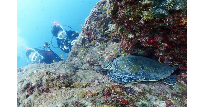 【ふるさと納税】 2ボートファンダイビング 1名様分 ARK Diving Shop 串本店 少人数制のダイビングでまったり水中世界をご案内します。 2ボートダイビング スキューバダイビング チケット