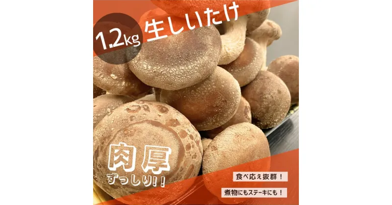 【ふるさと納税】 生しいたけ 約1.2kg 南紀串本から芳醇な香りをお届け！ 肉厚・栄養満点【レビューキャンペーン実施中】 / 椎茸 しいたけ 生しいたけ 菌床 きのこ