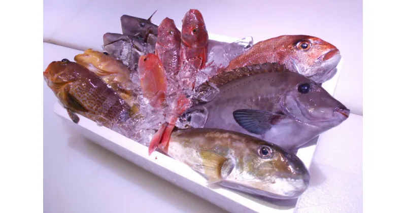 【ふるさと納税】 ＼朝どれ新鮮／ 鮮魚セット (小) 約3kg 目利きのプロが厳選した旬の魚をその日の内に発送！