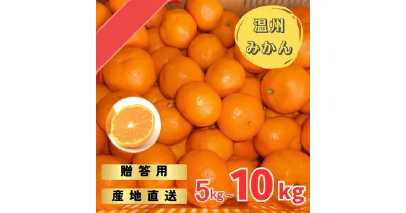 【ふるさと納税】 【先行予約】宮川早生みかん 贈答用 秀品 5kgまたは10kg（2S〜2L）【2024年11月下旬から12月中旬までに順次発送】 / みかん 蜜柑 柑橘 果物 フルーツ 早生 秀品 贈答