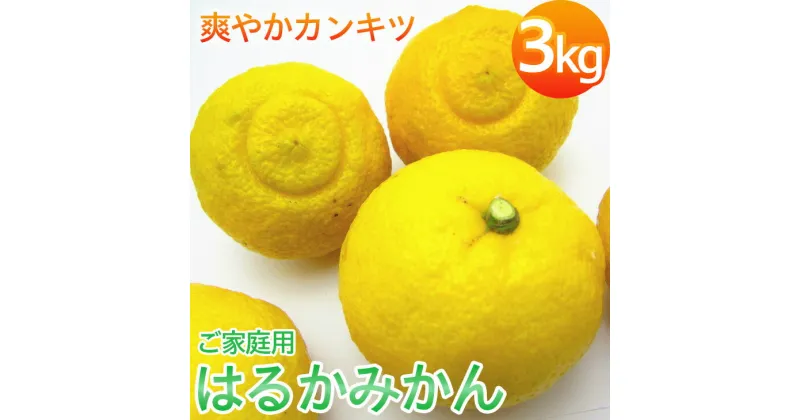 【ふるさと納税】 【先行予約】【人気柑橘】有田育ちの はるか みかん（訳あり 家庭用）約3kg ※2025年1月下旬〜2月下旬頃に順次発送予定 ※着日指定不可