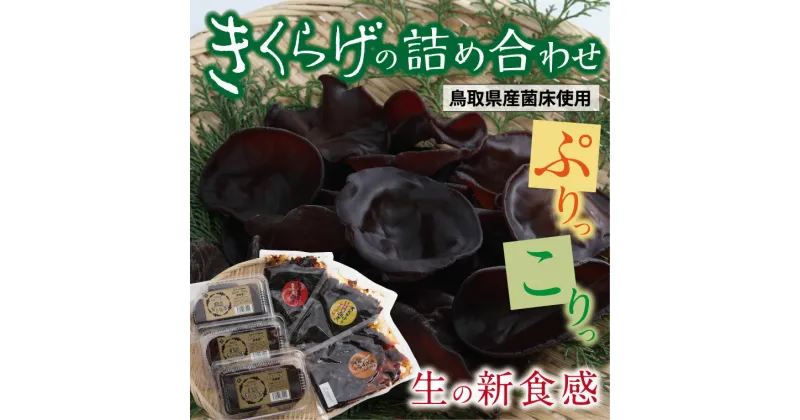 【ふるさと納税】0148 きくらげの詰め合わせ(鳥取県産菌床使用)　　国産　キクラゲ　送料無料