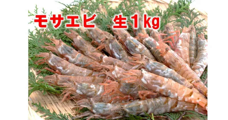 【ふるさと納税】1143 【魚倉】モサエビ 生1kg(中～大サイズ)　　　えび　期間限定　鳥取