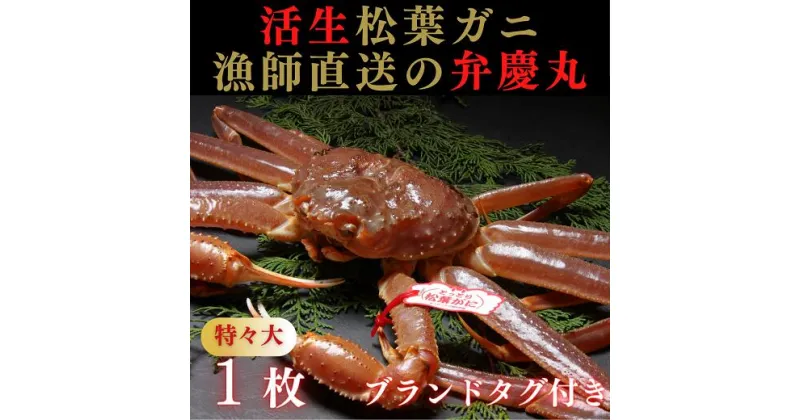 【ふるさと納税】1242 松葉ガニ活生「特々大1枚」ブランドタグ付き(弁慶丸)【到着日指定不可】 鳥取　送料無料