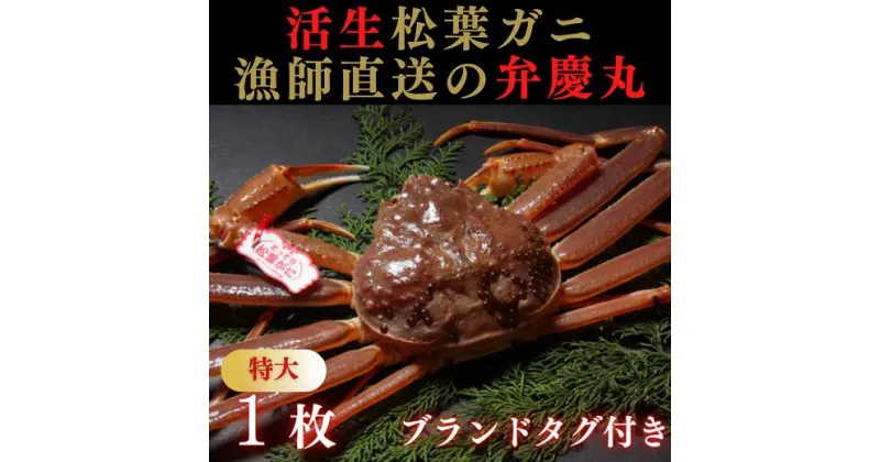 【ふるさと納税】1243 松葉ガニ活生「特大1枚」ブランドタグ付き(弁慶丸)【到着日指定不可】　鳥取　送料無料