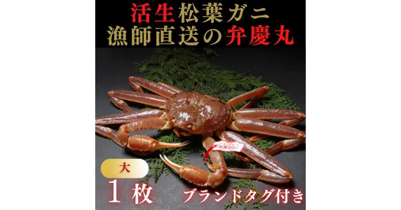 【ふるさと納税】1244 松葉ガニ活生「大1枚」ブランドタグ付き(弁慶丸)【到着日指定不可】 鳥取　送料