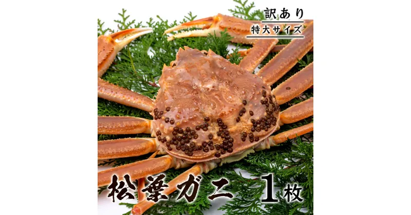 【ふるさと納税】1357 【訳あり】 松葉ガニ（ボイル） 800g級 特大サイズ（鳥取マーケット）　鳥取　ズワイガニ　送料無料