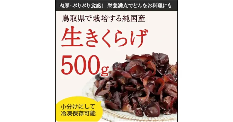 【ふるさと納税】1608 純国産 生きくらげ500g　　国産きくらげ　キクラゲ　鳥取