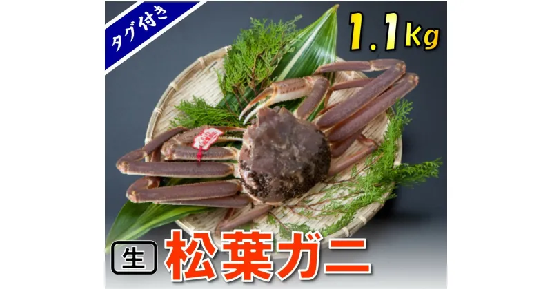 【ふるさと納税】1539 【魚倉】タグ付き生松葉ガニ(特特大1,100g)【到着日指定不可】　 ずわいがに　送料無料