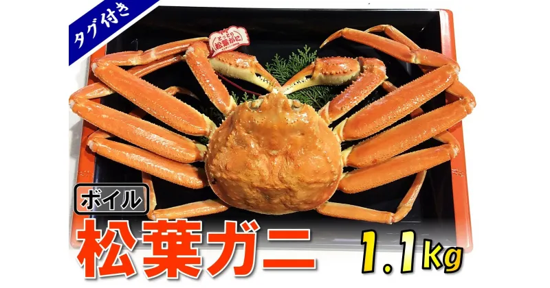 【ふるさと納税】1540【魚倉】タグ付きボイル松葉ガニ(特特大1,100g)　　鳥取　かに　送料無料